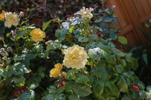 Photo 28- click for photo gallery